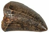 Serrated Tyrannosaur Tooth - Judith River Formation #276426-1